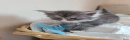 Maine Coon cats for sale: Full pedigree maine coon kittens  - Advert 11