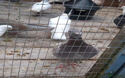 Pigeons birds for sale: Young tipplers/tumblers & racers £3 each - Image 8