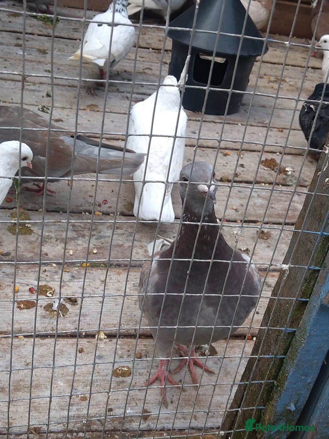 Pigeons birds for sale: Young tipplers/tumblers & racers £3 each - Image 8