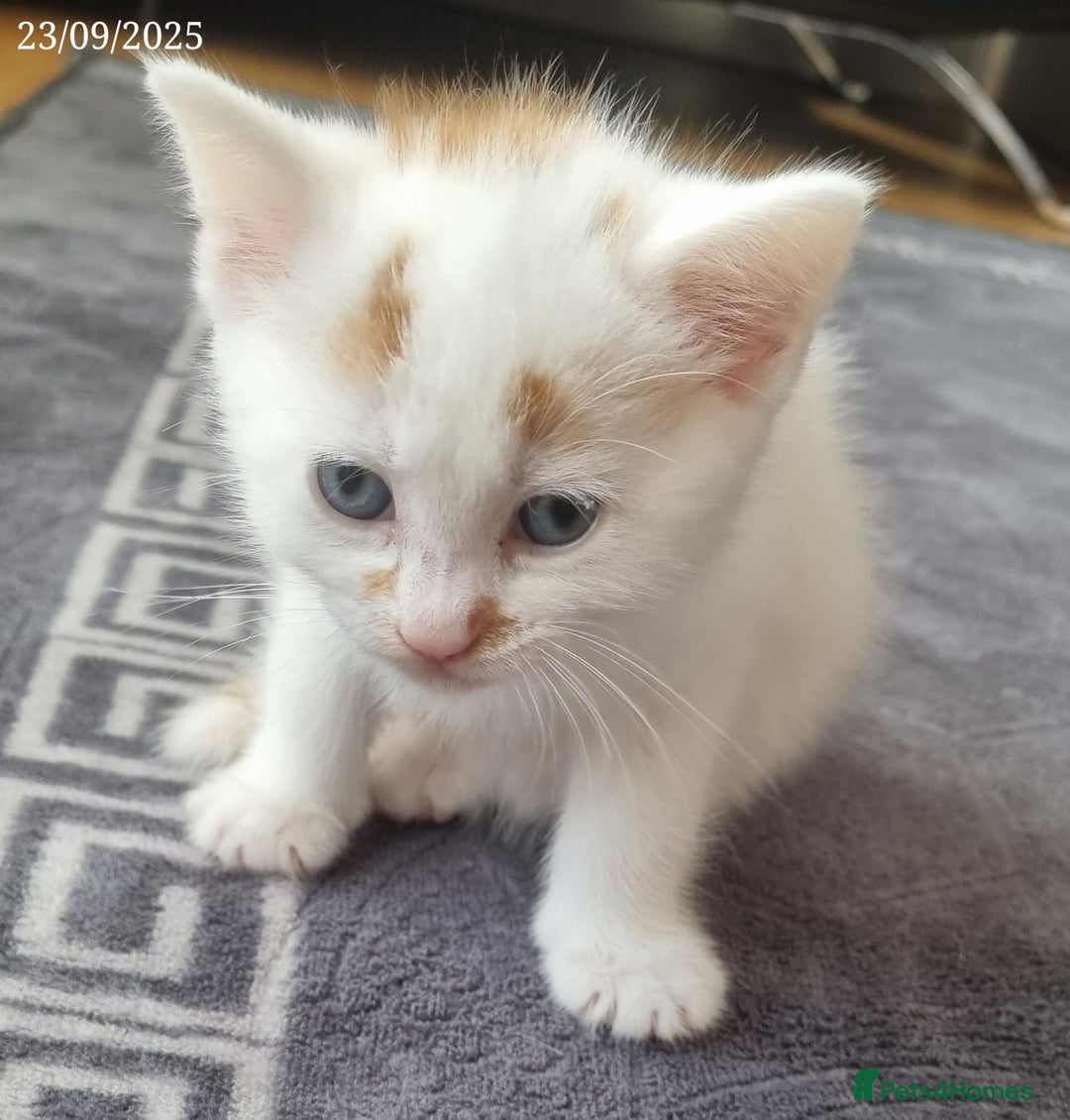 Domestic Shorthair cats for sale: 🐾2 Adorable Kittens Looking for Loving Homes🐾 - Image 8