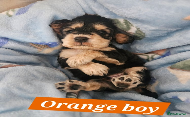 Cocker Spaniel dogs - Advert 2