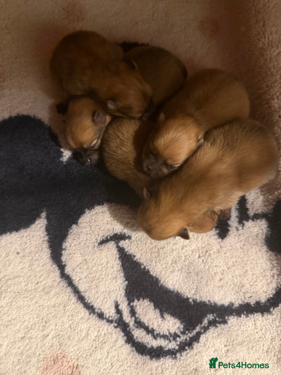 Pomeranian dogs for sale: Fluffy Pomeranian Boys Full of Love  - Advert 6