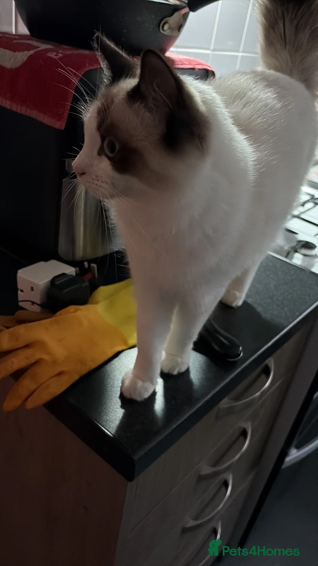 Ragdoll cats for sale: Tickysmagicalworld - Advert 5