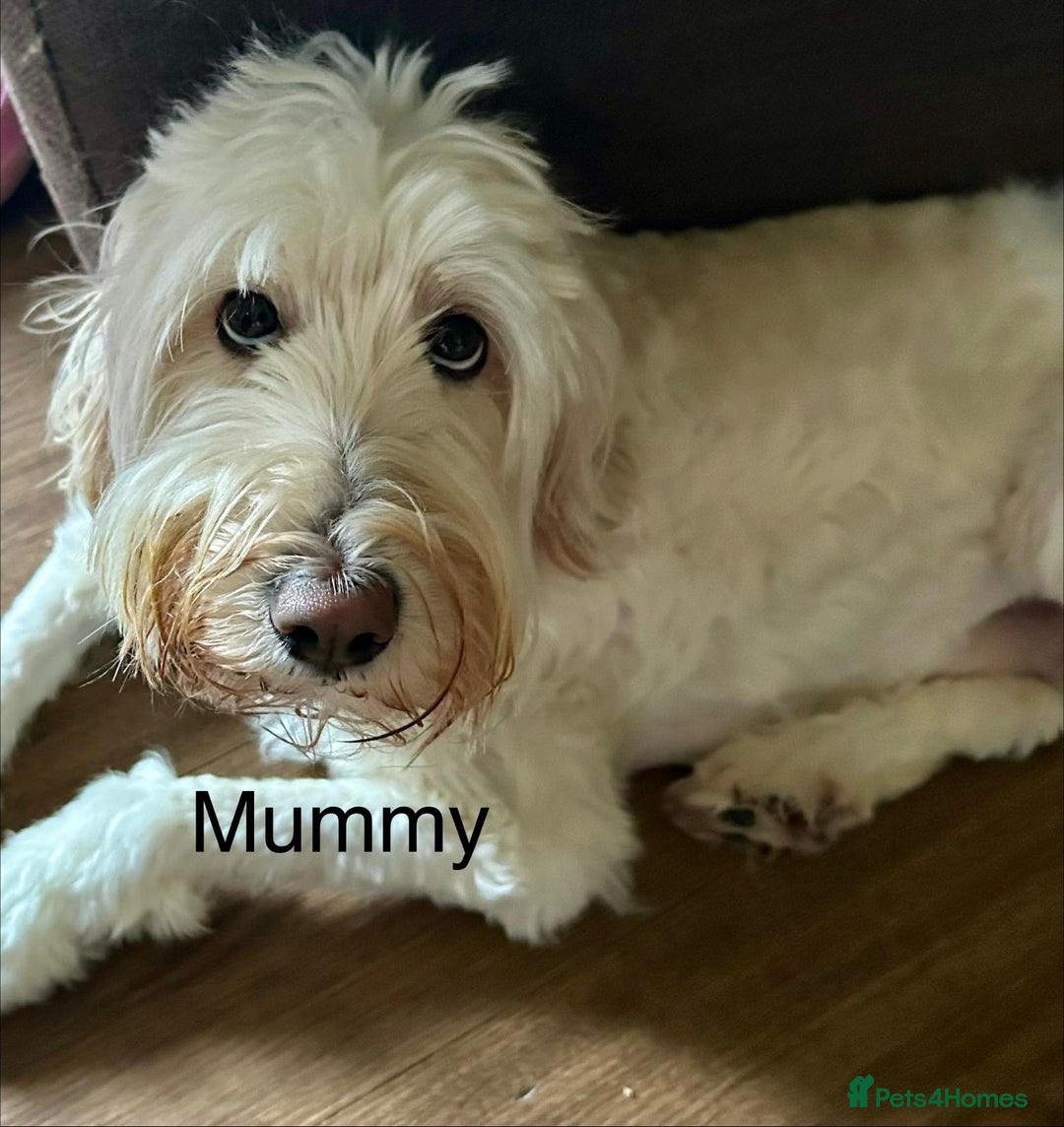 Labradoodle dogs for sale: 🥰 Cute Miniature labradoodle Pups 💖💕 - Advert 7