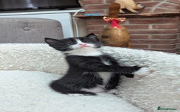 European cats for sale: 5 European shorthair kittens  - Image 14