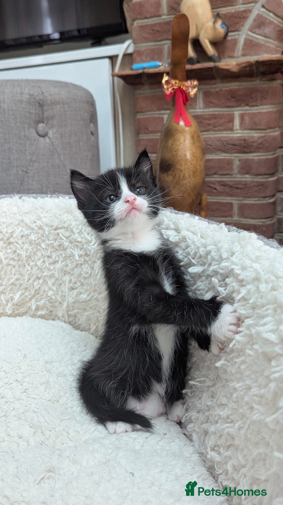 European cats for sale: 5 European shorthair kittens  - Image 14