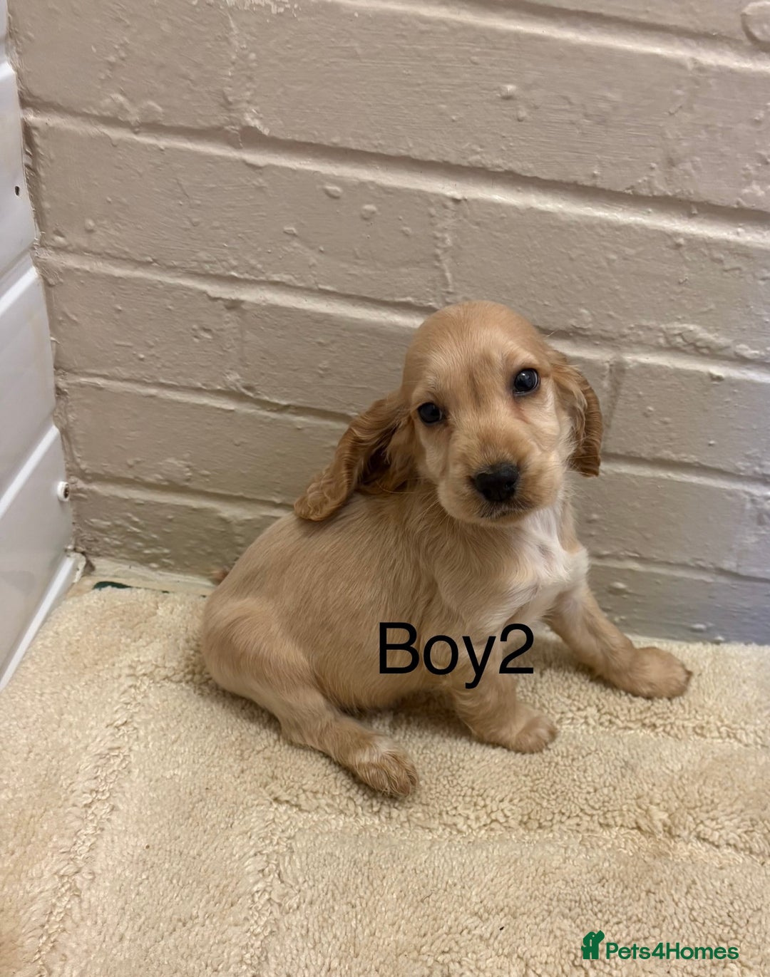 Cocker Spaniel dogs for sale: SHOW TYPE COCKER SPANIELS PUPPIES  - Advert 10