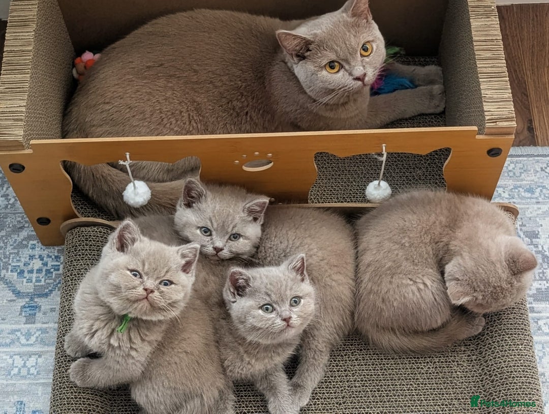 British Shorthair cats for sale: Gorgeous British Shorthair Kittens Teddy Bear Type - Advert 5