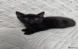Mixed Breed cats for sale: Kittens for sale - Image 10
