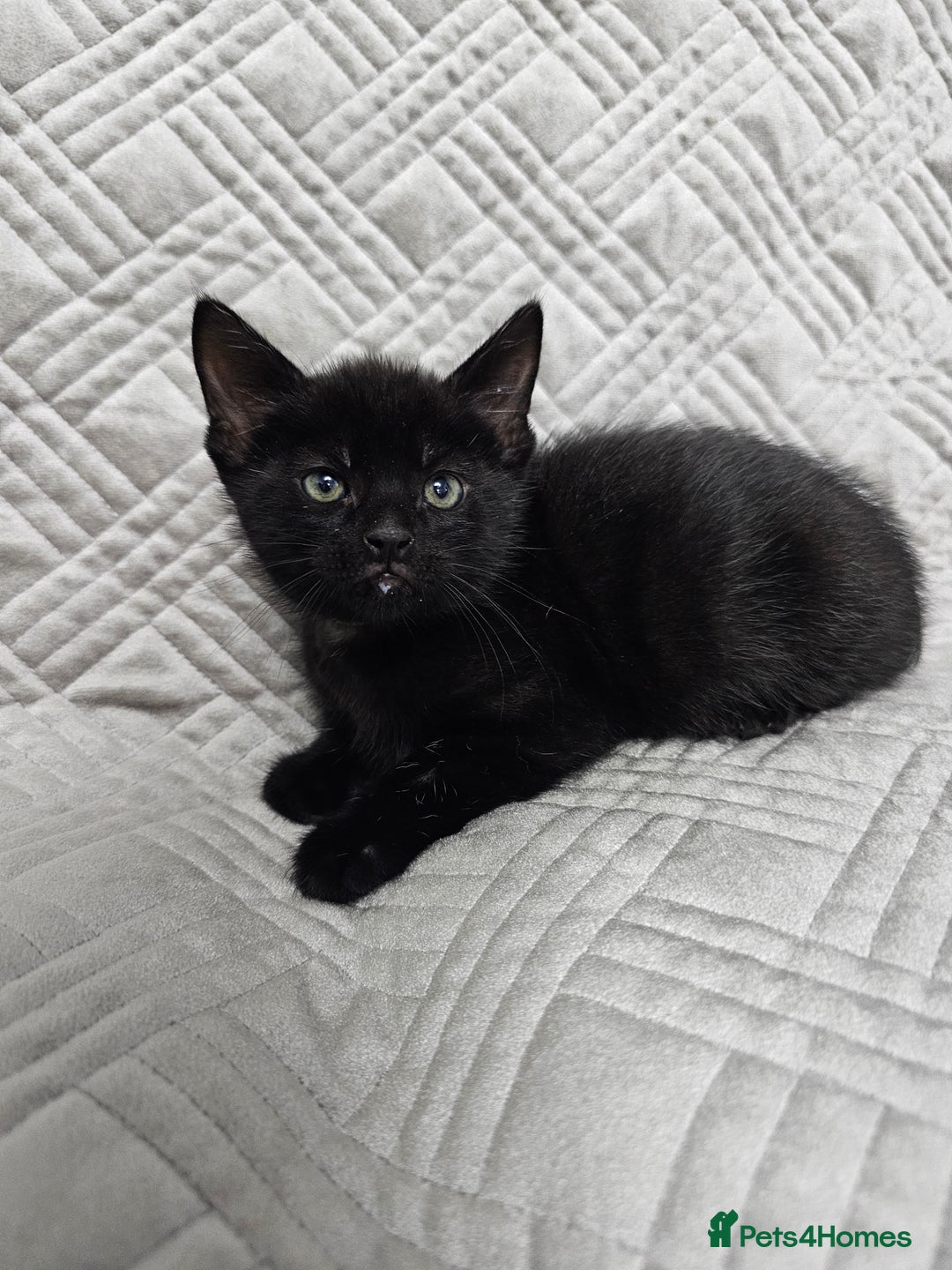 Mixed Breed cats for sale: Kittens for sale - Image 10