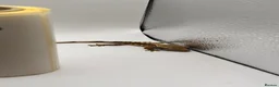 Gecko reptiles for sale: Crested and chahouas geckos - Advert 27