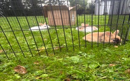 Rex rabbits for sale: Beautiful dwarf lop and mini rex babies  - Image 25