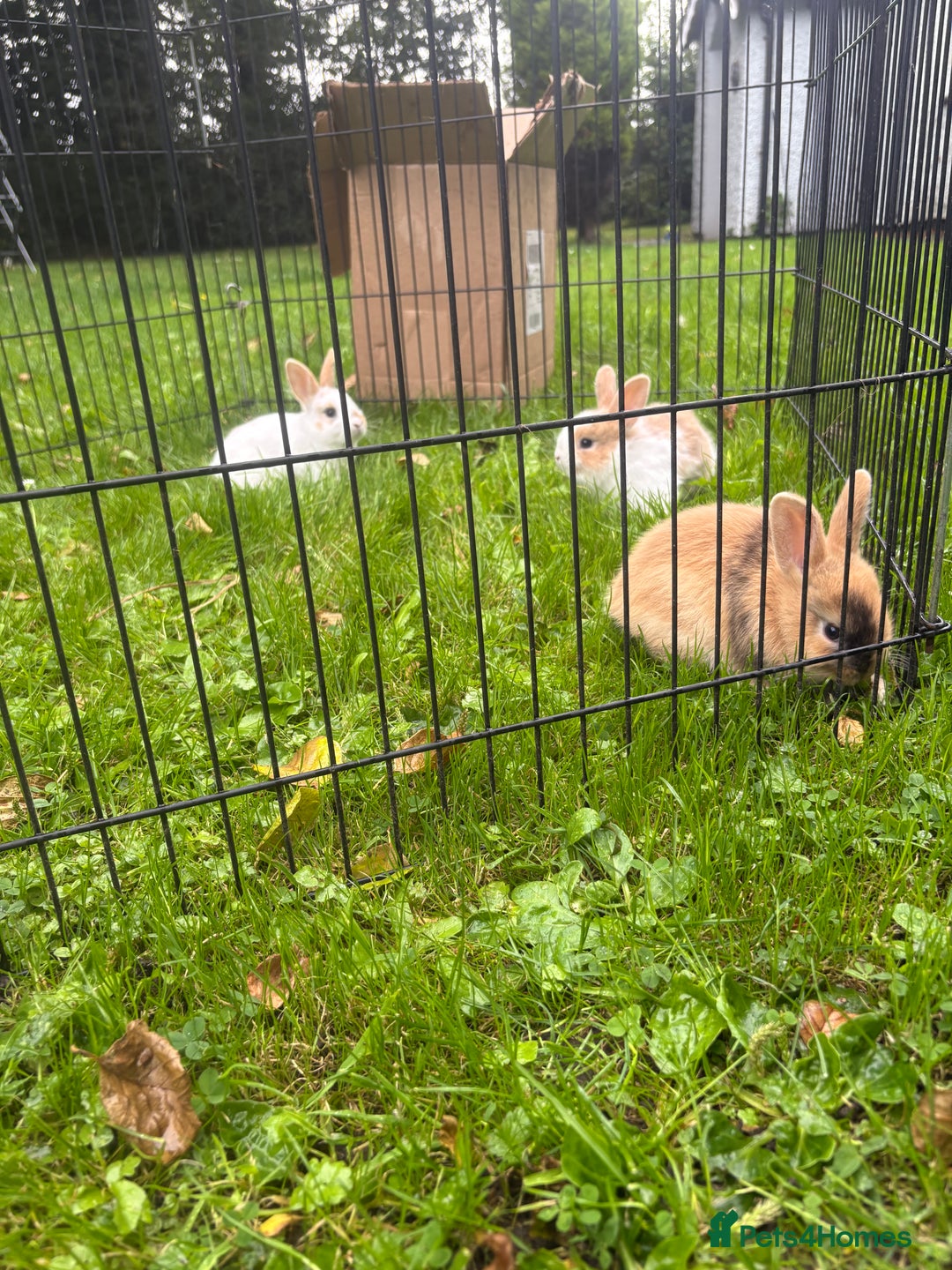 Rex rabbits for sale: Beautiful dwarf lop and mini rex babies  - Image 25