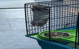 Hamster rodents for sale: Syrian Hamster with cage - Image 1