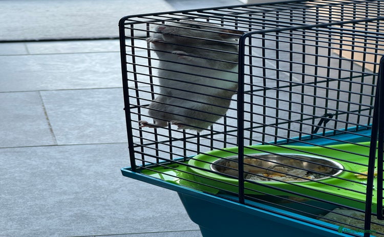 Hamster rodents - Advert 2