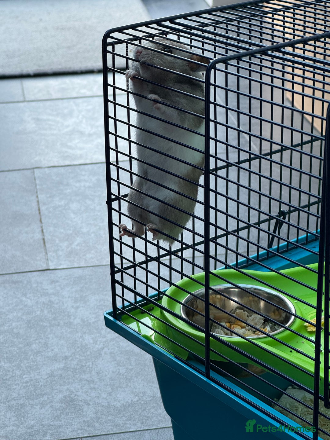 Hamster rodents for sale: Syrian Hamster with cage - Image 1