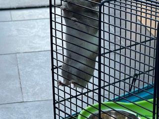 Hamster rodents - Advert 11