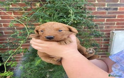 Labradoodle dogs for sale: Miniature F1 labradoodle  - Image 13