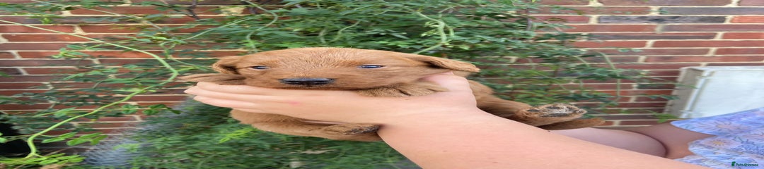 Labradoodle Puppy 6