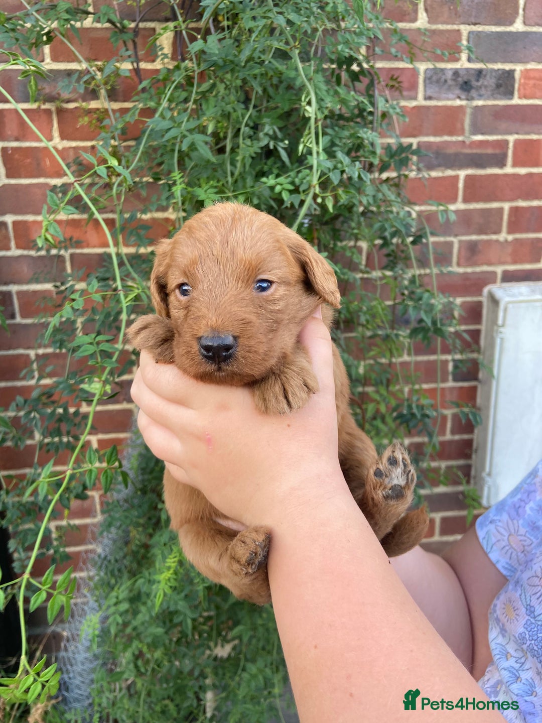 Labradoodle dogs for sale: Miniature F1 labradoodle  - Image 13