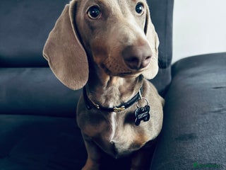 Dachshund dogs Beautiful boy dachshund - Advert 9