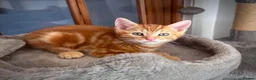 Mixed Breed cats for sale: Gorgeous kittens  - Advert 12