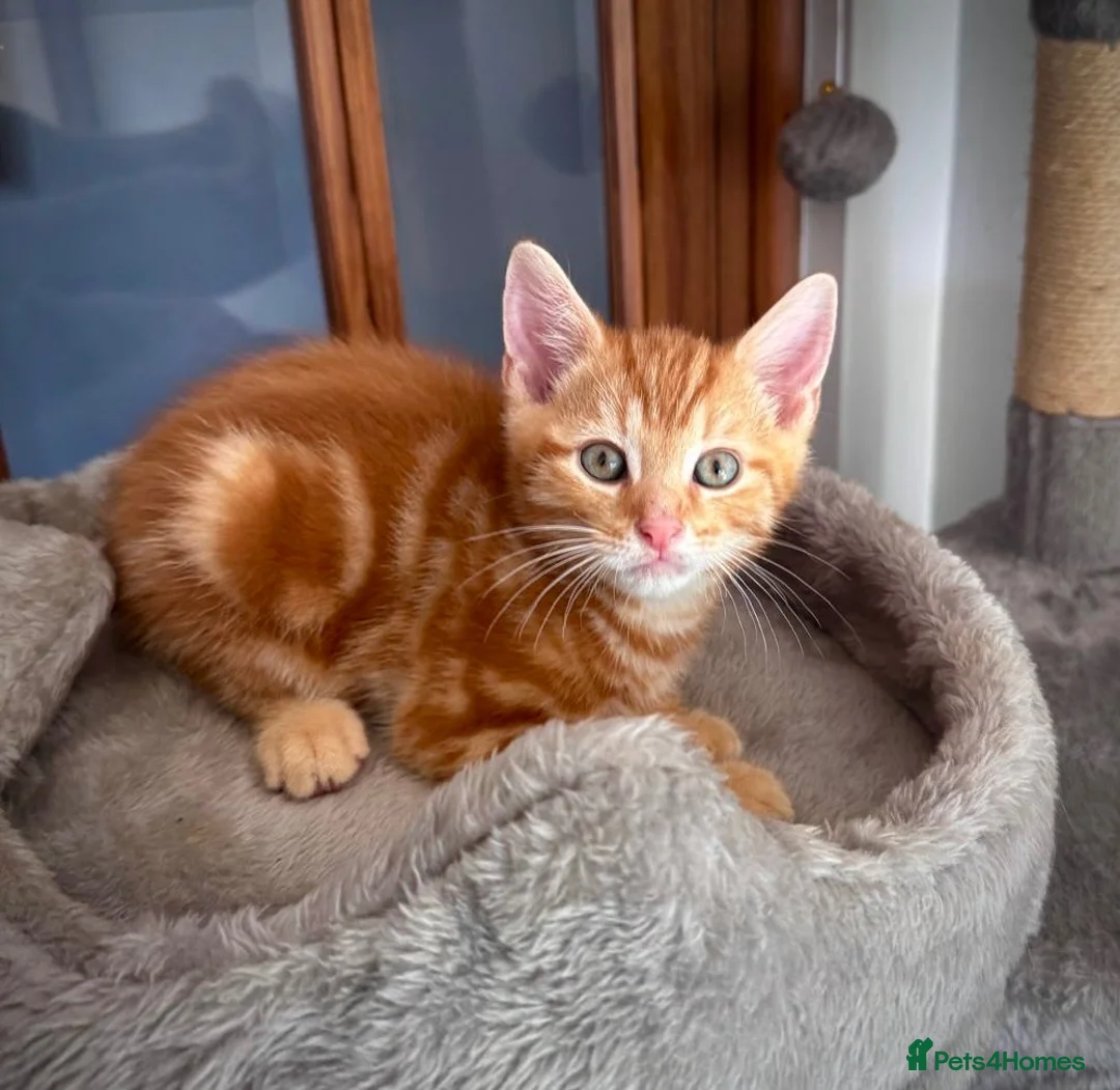 Mixed Breed cats for sale: Gorgeous kittens  - Advert 12
