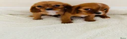 Cockalier dogs for sale: Cockalier puppy’s  - Advert 5