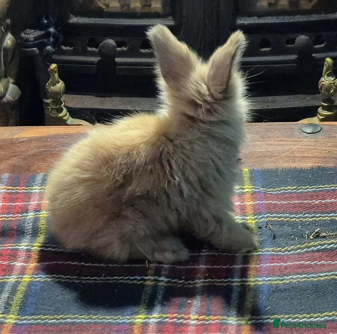 Angora rabbits for sale: Gorgeous Angora Rabbits, Pure Bred Full Faced. - Advert 2