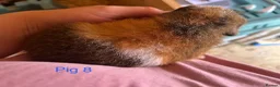 Guinea Pig rodents for sale: Guinea pig babies  in Yeovil - Advert 15
