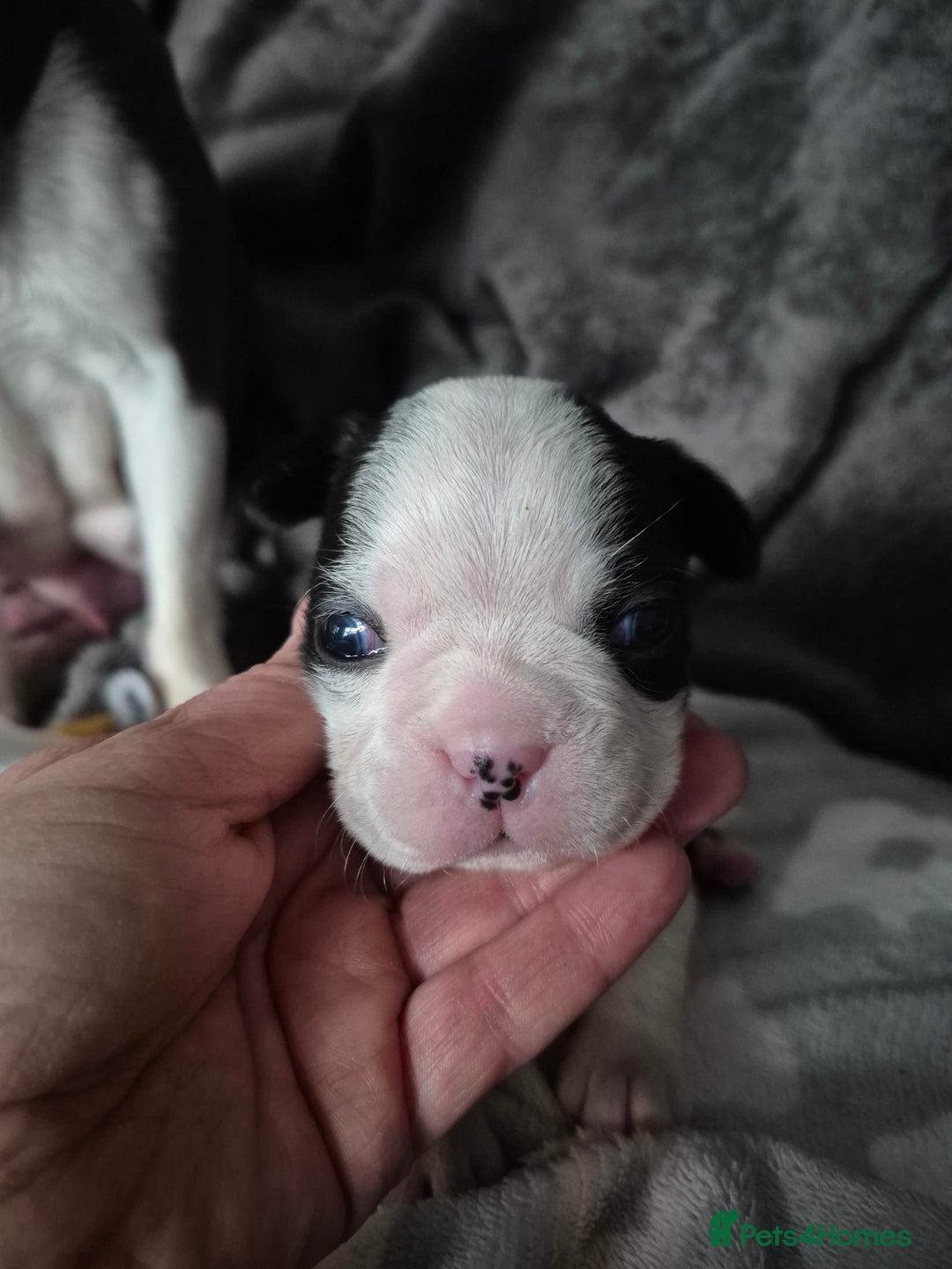 Boston Terrier dogs for sale: Gorgeous chunky Boston terrier pups - Advert 23