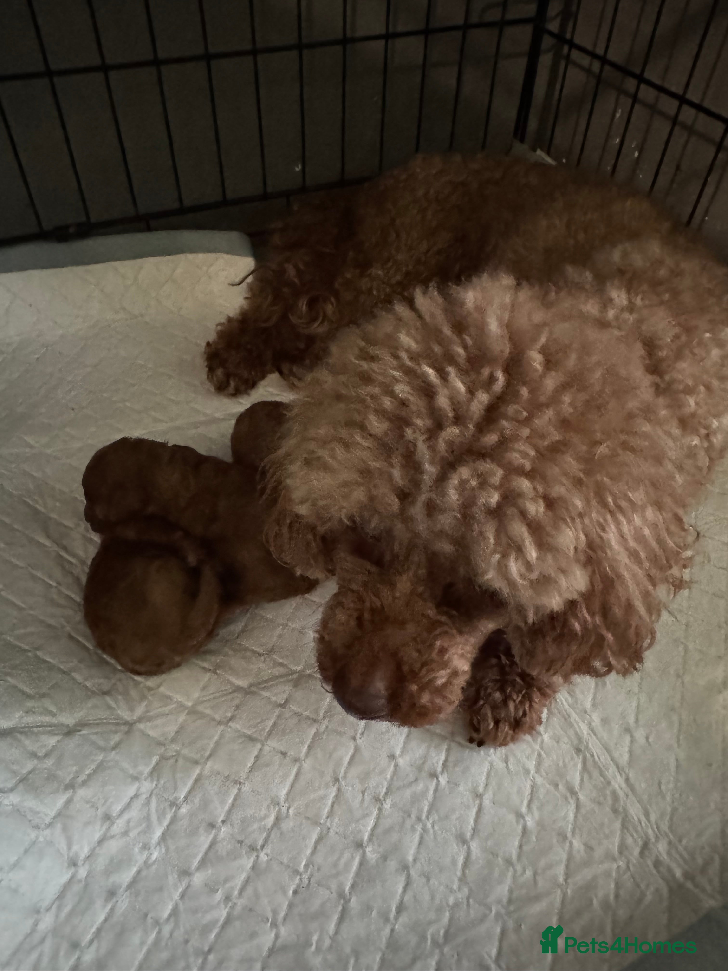 Toy Poodle dogs Tiny pure dark red toy poodles boy and girls  - Advert 1