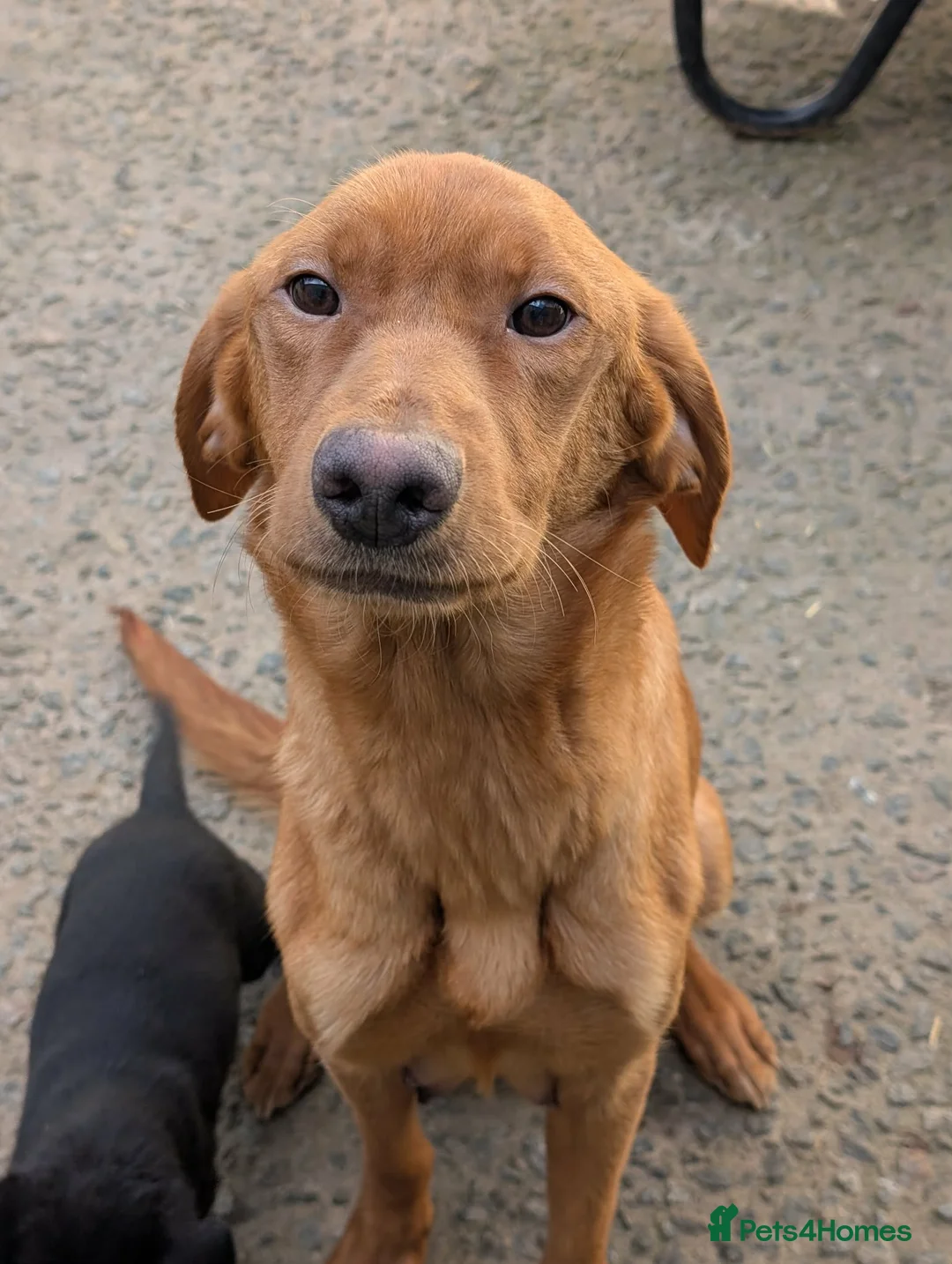 Springador dogs for sale: Springadors  in Llangefni - Advert 1