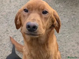 Springador dogs Springadors - Advert 8