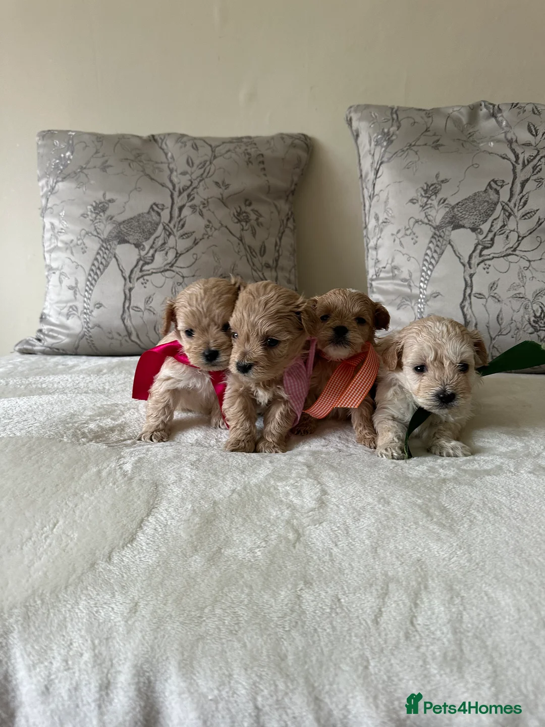 Maltipoo dogs for sale: Beautiful Maltipoo Puppies - Advert 5