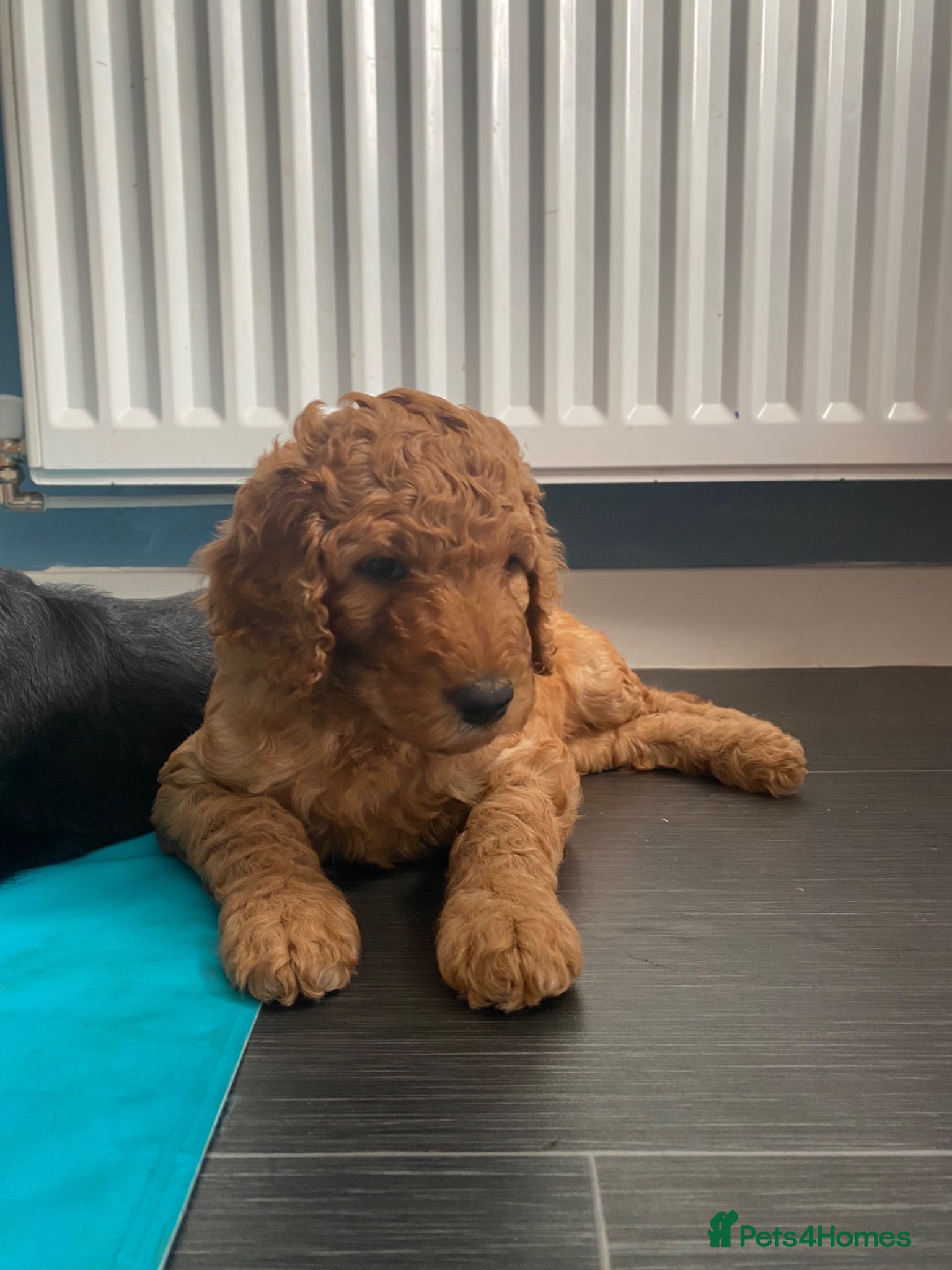 Labradoodle dogs F1b labradoodle puppies - Advert 1