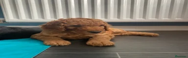 Labradoodle 2