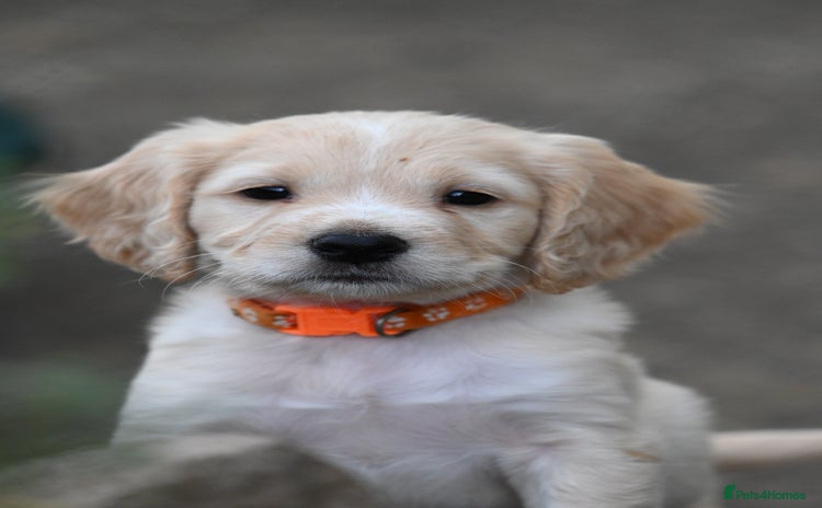 Cocker Spaniel dogs - Advert 10