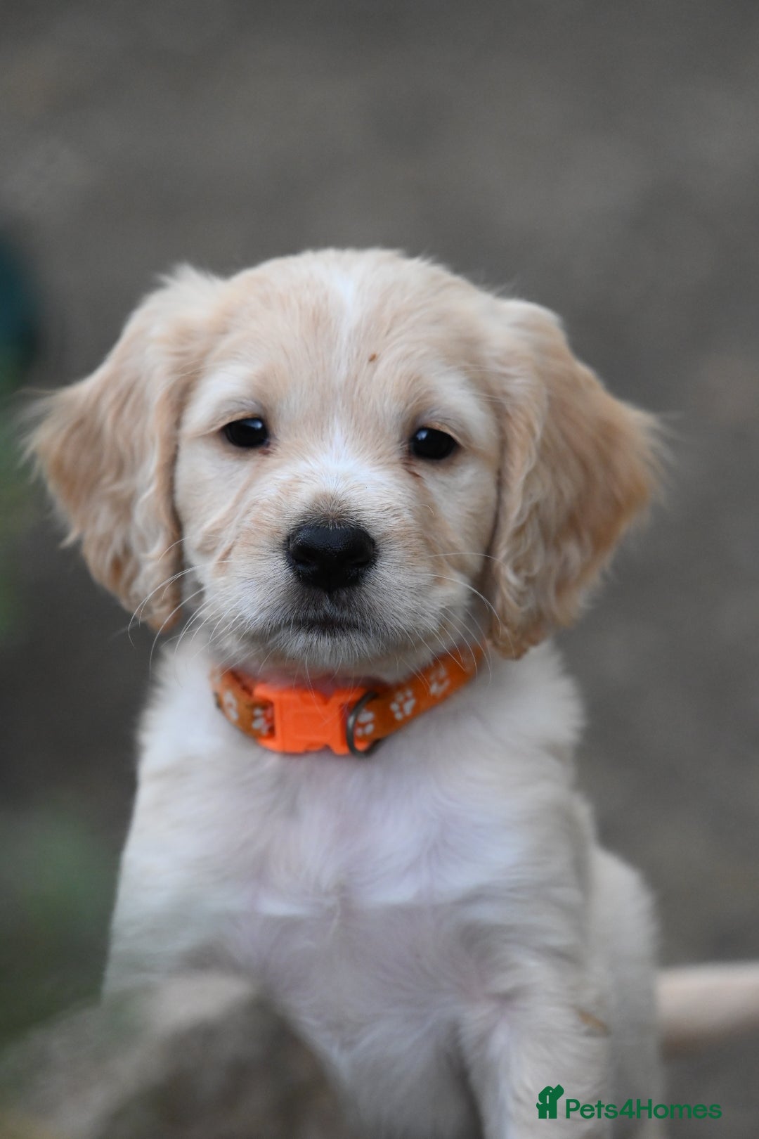 Cocker Spaniel dogs for sale: READY SOON! Working Cocker Spaniel mix Puppies  - Image 1
