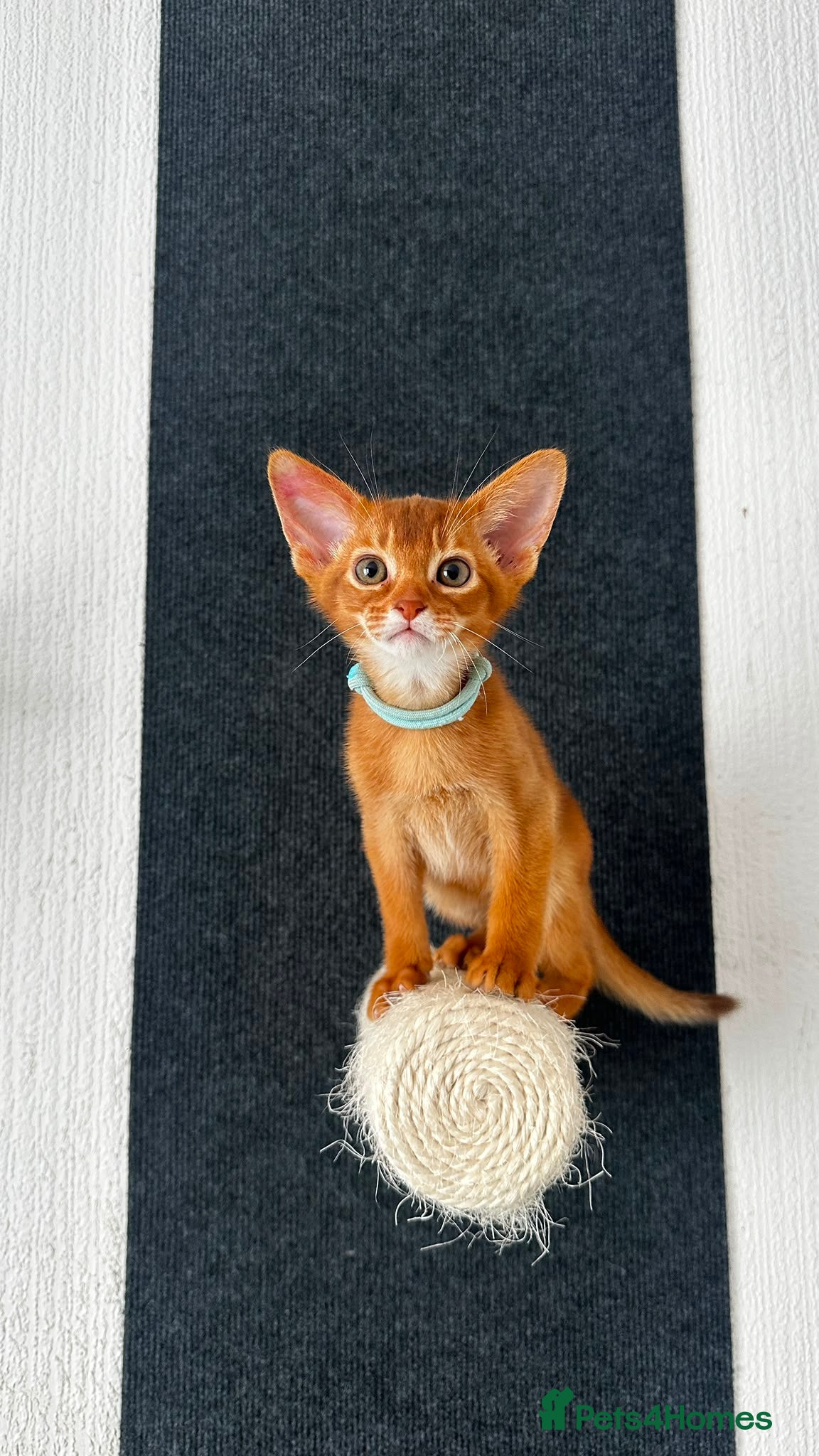 Abyssinian cats Abyssinian kittens  - Advert 10