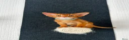 Abyssinian cats for sale: Abyssinian kittens  - Advert 3