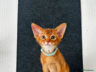Abyssinian cats Abyssinian kittens - Advert 10