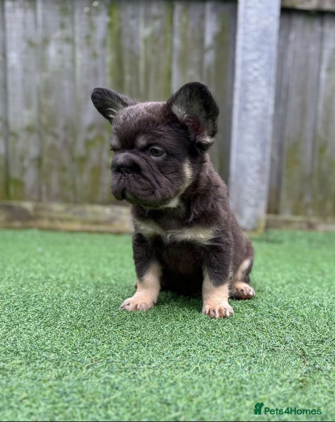 French Bulldog dogs Ready to leave - Full fluffy French bulldogs  - Advert 16
