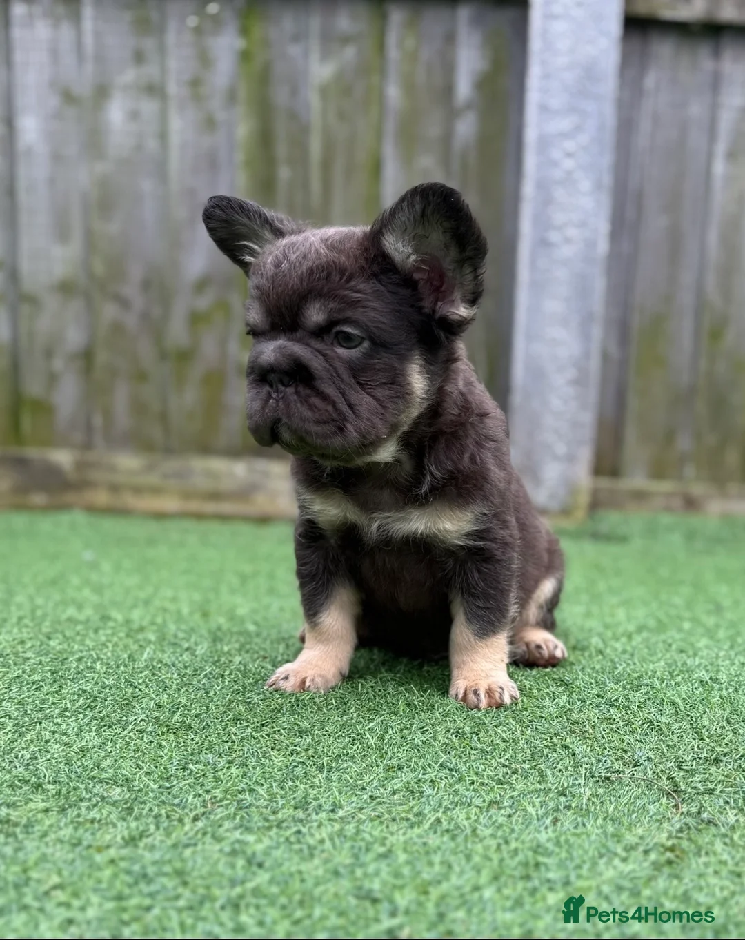 French Bulldog dogs for sale: Ready to leave - Full fluffy French bulldogs  - Advert 2