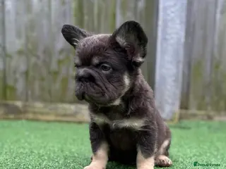 French Bulldog dogs Ready to leave - Full fluffy French bulldogs - Advert 16