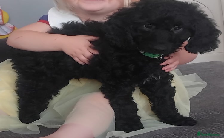 Cockapoo dogs - Advert 4