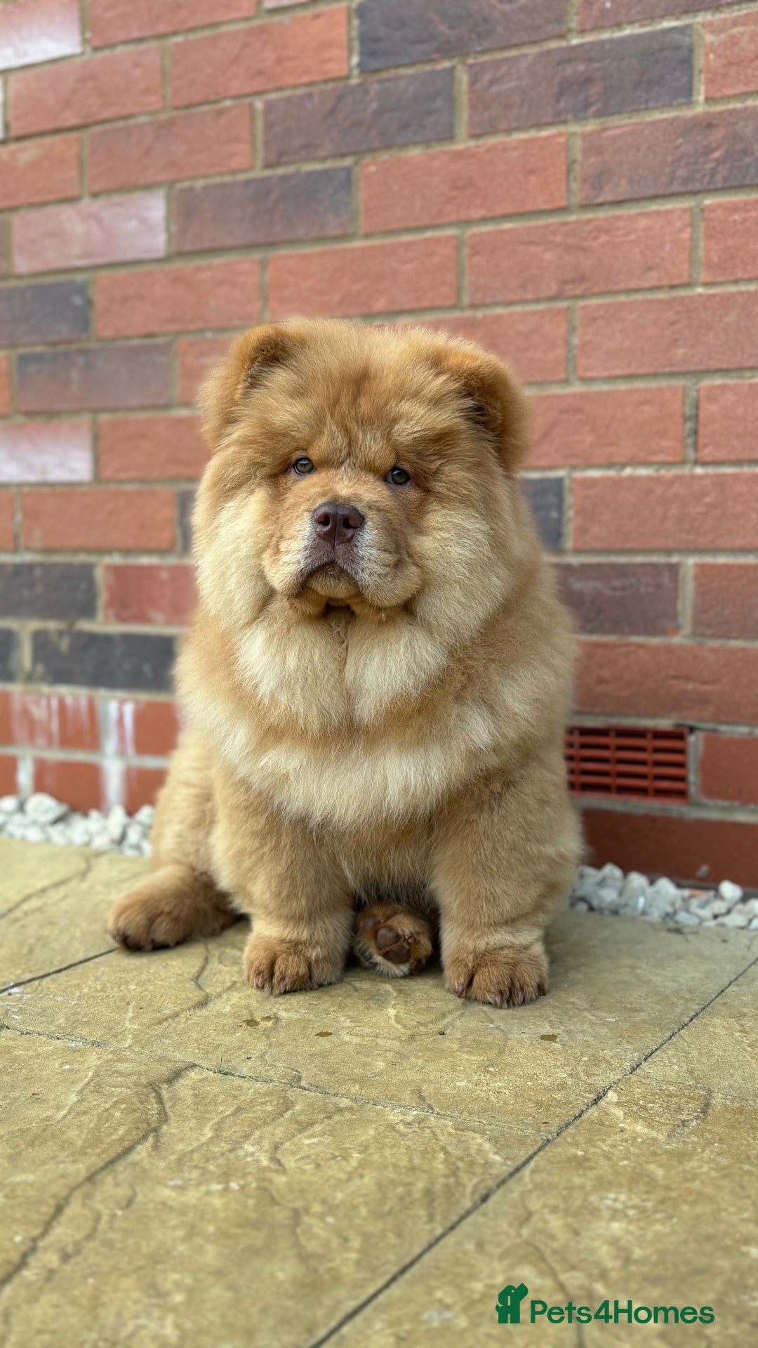 Chow Chow dogs for sale: Champion pedigree chow chow puppies in Northampton - Image 24