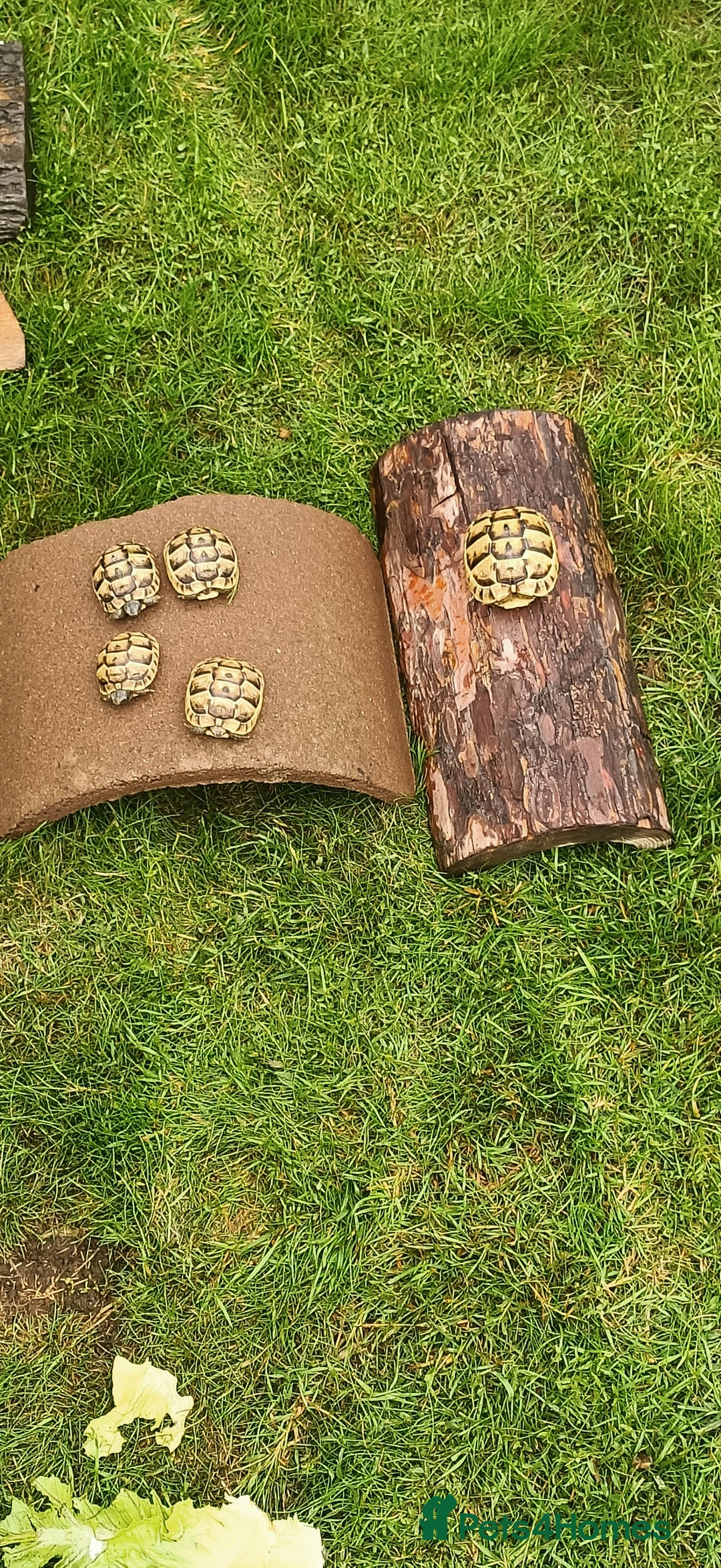 Hermann Tortoise reptiles for sale: 5 Spur Thighed Tortoises  - Image 7