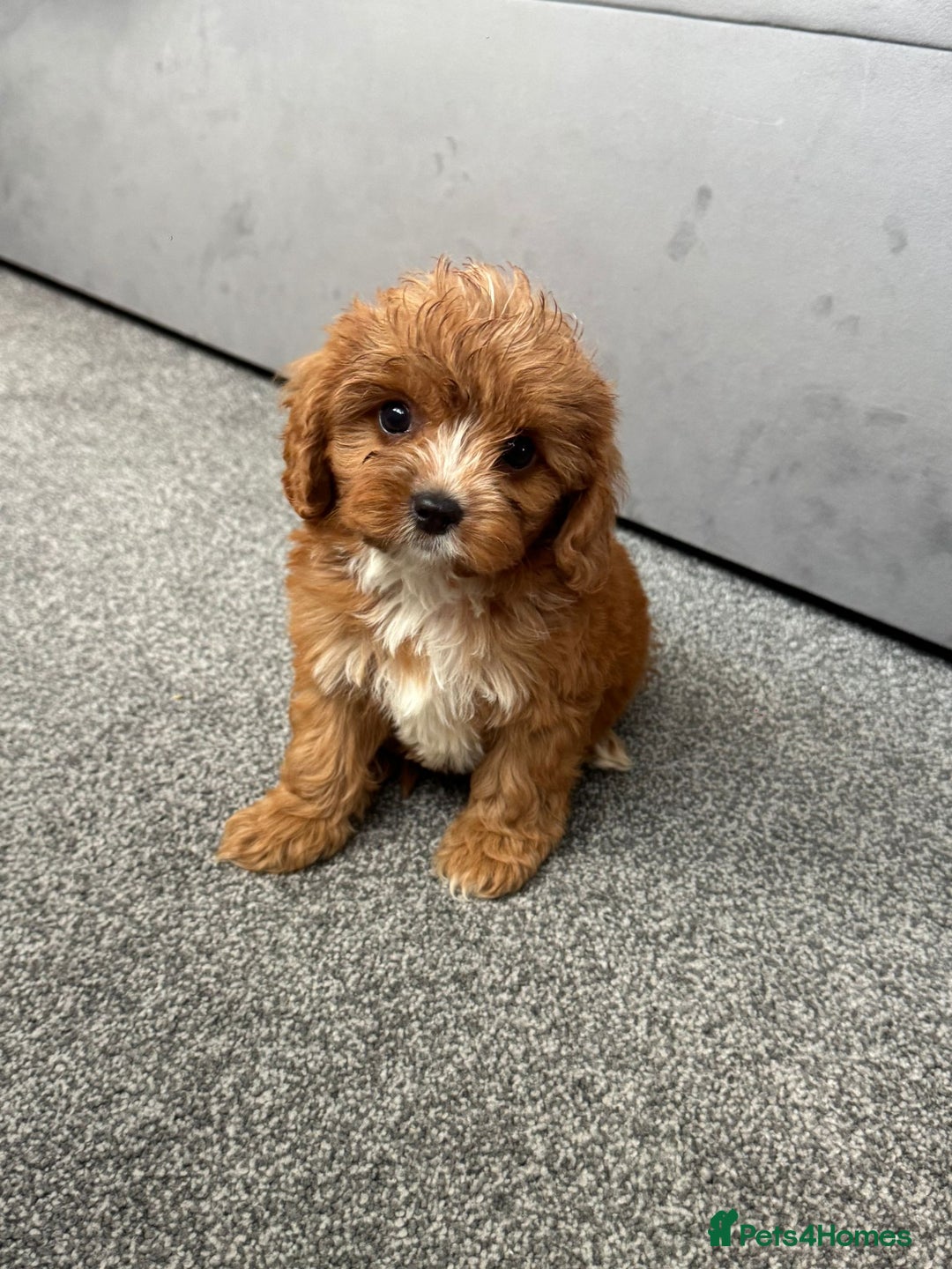 Cavapoo dogs for sale: Stunning F1 Cavapoos kc reg parents  - Image 21