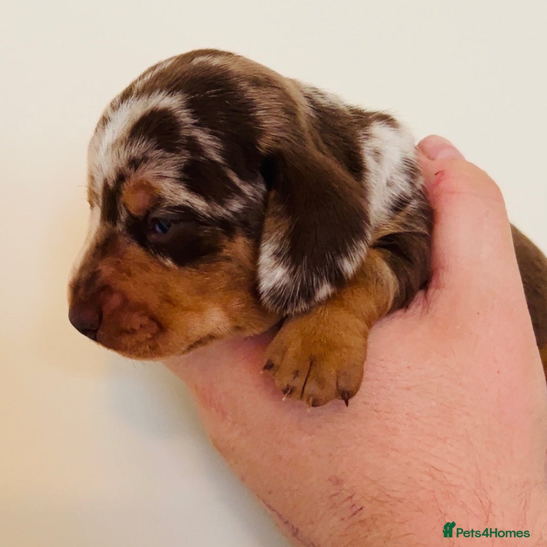 Miniature Dachshund dogs for sale: Beautiful healthy baby miniature dachshunds 🐾 - Image 8